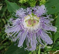 Image result for Passiflora Incarnata Vine