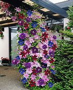 Image result for Tube Clematis