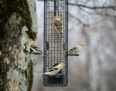 Image result for Large Bird Feeders