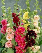 Image result for Alcea rosea Charters Double MIX