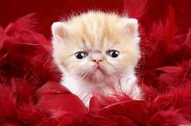 Image result for Cute Wallpapers for Computer
