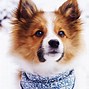 Image result for Who Is the Cutest Dog in the World