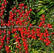 Image result for Cotoneaster Skogholm