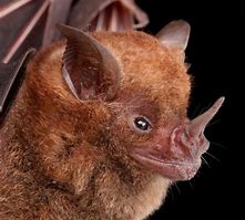 Image result for Realistic Bat Face