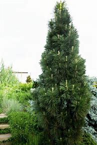 Image result for Green Tower Black Pine