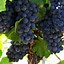 Image result for Pinot Noir