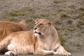 Image result for Dark Brown Liger