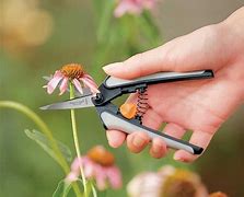 Image result for Big Garden Scissors