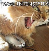 Image result for Rage Cat Meme Funny