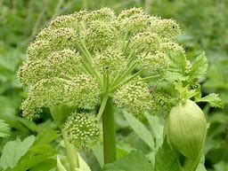 Image result for Angelica archangelica
