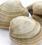 Image result for Quahog Clam