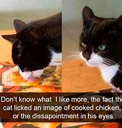 Image result for Funny Cat Story