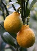 Image result for Orange Grapefruit Hybrid