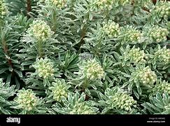 تصویر کا نتیجہ برائے Euphorbia characias Wilcott ® (SILVER SWAN)
