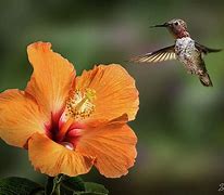 Image result for Hummingbird and Hibiscus Flower