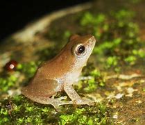 Image result for Small Frog