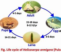 Image result for Weirdest Insect Life Cycle