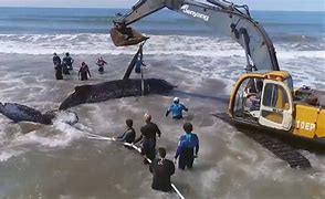 Image result for Beached Whale in Astoria