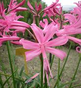 Image result for Nerine bowdenii Pearls of Cherry