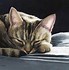 Image result for Beautiful Cat Paintings
