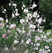 Image result for Lavatera Silver Barnsley
