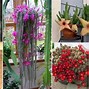 Image result for Flowering Cactus Plants Identification