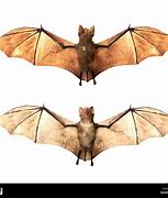 Image result for Vampire Bat Side View