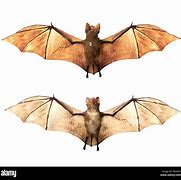 Image result for Bat 3D Wallpaper