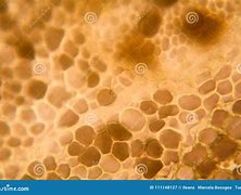 Image result for Apple Cell Under Light Microscope 60X