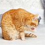 Image result for Traumatized Cat