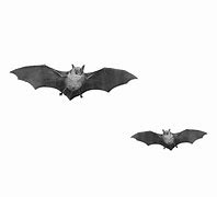Image result for Flying Bat Meme