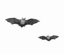 Image result for Bats Flying in the Distance Transparent
