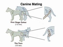 Image result for Mate Drawing Animal