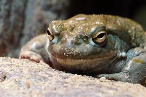 Image result for Psychedelic Toad