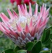 Image result for Popular African Flower