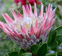 Image result for Cormous South African Plants