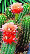 Image result for Arizona Desert Cactus Bloom