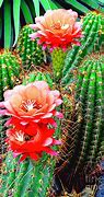 Image result for Desert Cactus Flowers Pic