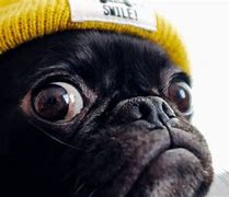 Image result for Funny Pug Dog Wallpaper