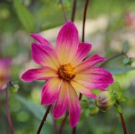 Image result for Dahlia Bright Eyes