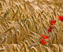 Image result for Wheat with Poppies