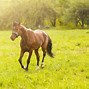 Image result for Horse Running Front View