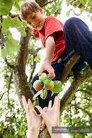 Image result for Children Picking Fruits