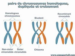 Image result for Chromosome Homologue