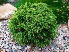 Image result for Cryptomeria japonica Green Pearl
