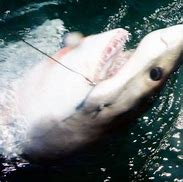 Image result for Rockaway Beach Sharks