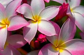 Image result for Beautiful Tropical Flower iPhone Wallpaper