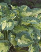 Image result for Hosta Great Expectations