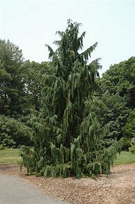 Chamaecyparis nootkatensis Pendula 的图像结果