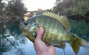 Image result for redear sunfish